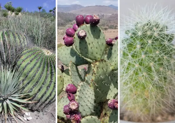 Estos son los 3 cactus más conocidos y consumidos en Tamaulipas