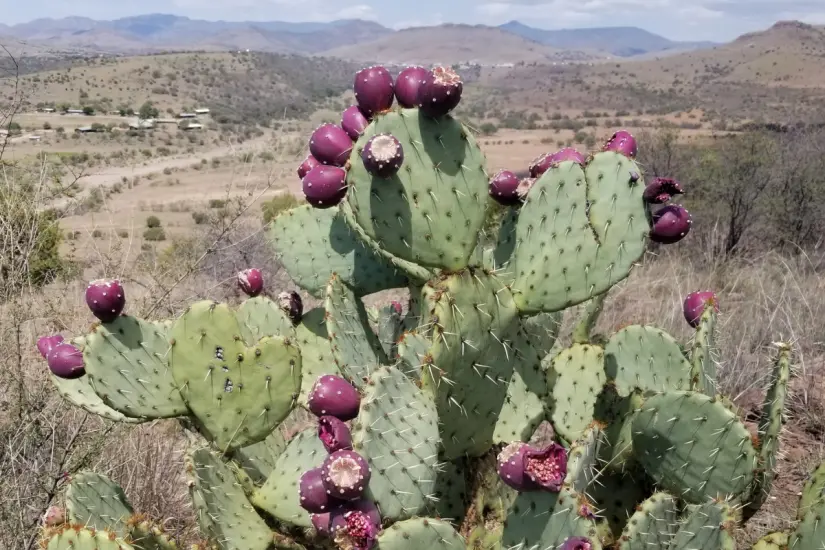 Nopal (Opuntia engelmannii) ampliamente socorrido por la cocina tamaulipeca. Foto: iNaturalist 