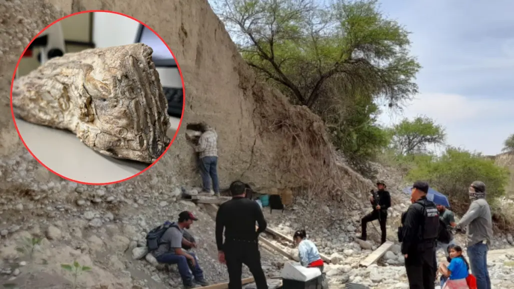 Fósiles descubiertos en Tamaulipas aportan información sobre la evolución de la vida en México