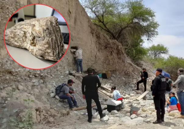 Fósiles descubiertos en Tamaulipas aportan información sobre la evolución de la vida en México