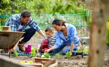 ¿La jardinería es benéfica para la salud, según la ciencia?
