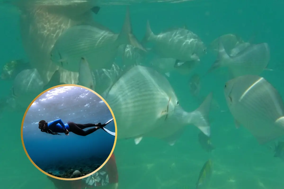 Snorkel en Chileno Bay. Fotos: Trip Advisor | Canva.