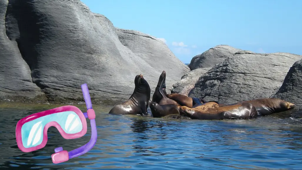 Haz snorkel con lobos marinos en Loreto: descubre la magia de la Isla Coronado