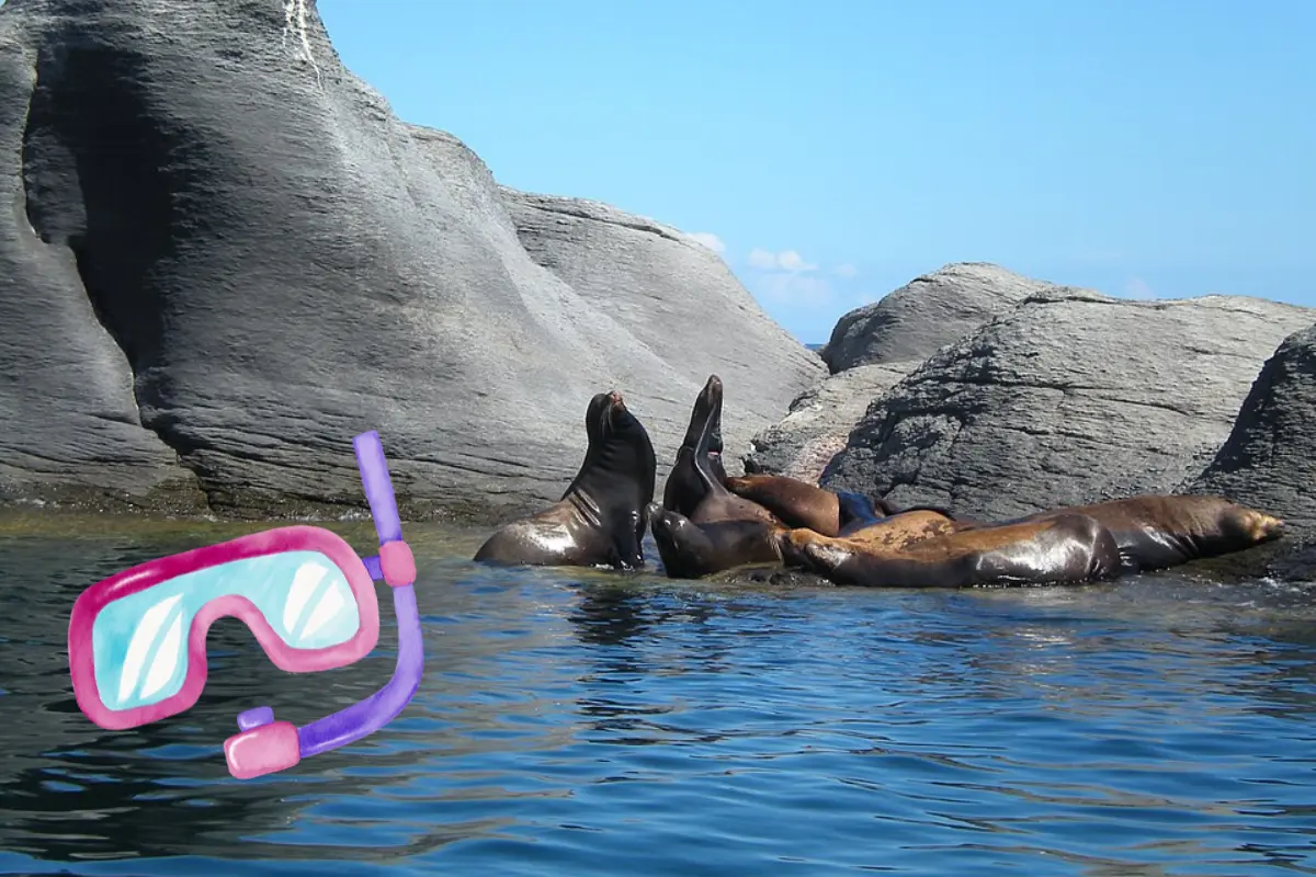 Lobos marinos: una de las principales razones para ir a Isla Coronado. Fotos: Wikimedia Commons | Canva.