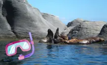 Haz snorkel con lobos marinos en Loreto: descubre la magia de la Isla Coronado