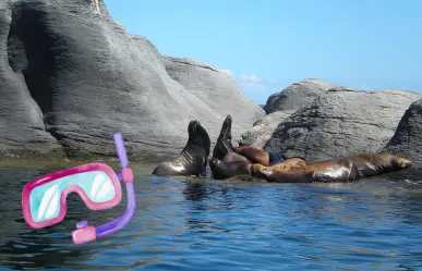 Haz snorkel con lobos marinos en Loreto: descubre la magia de la Isla Coronado