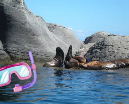 Haz snorkel con lobos marinos en Loreto: descubre la magia de la Isla Coronado