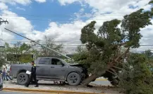 Accidente en Musa de León derriba árbol y luminaria en Saltillo