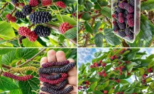 Árboles nativos en Coahuila: el moral, ¿es ideal comerse las moras que ves en la calle?