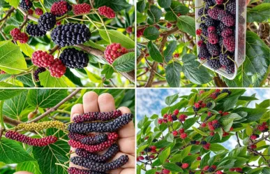 Árboles nativos en Coahuila: el moral, ¿es ideal comerse las moras que ves en la calle?