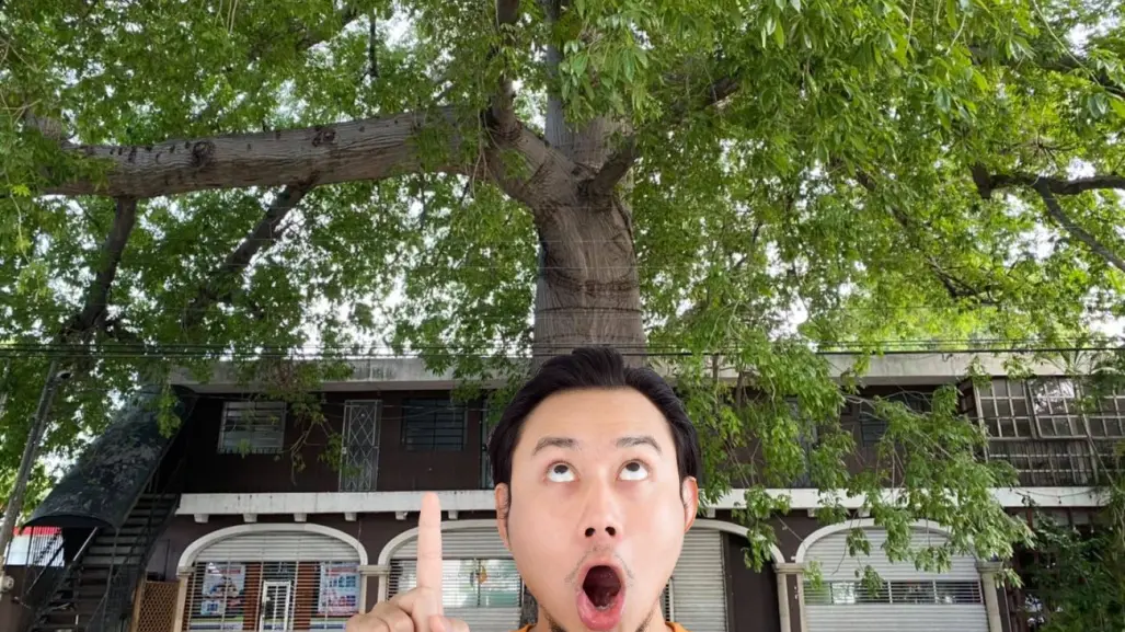 El Ceibo de Itzimná: ¿Dónde se encuentra el árbol más grande de Mérida?