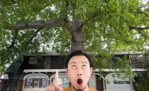 El Ceibo de Itzimná: ¿Dónde se encuentra el árbol más grande de Mérida?