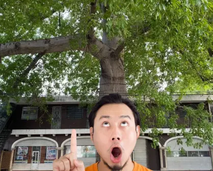 El Ceibo de Itzimná: ¿Dónde se encuentra el árbol más grande de Mérida?