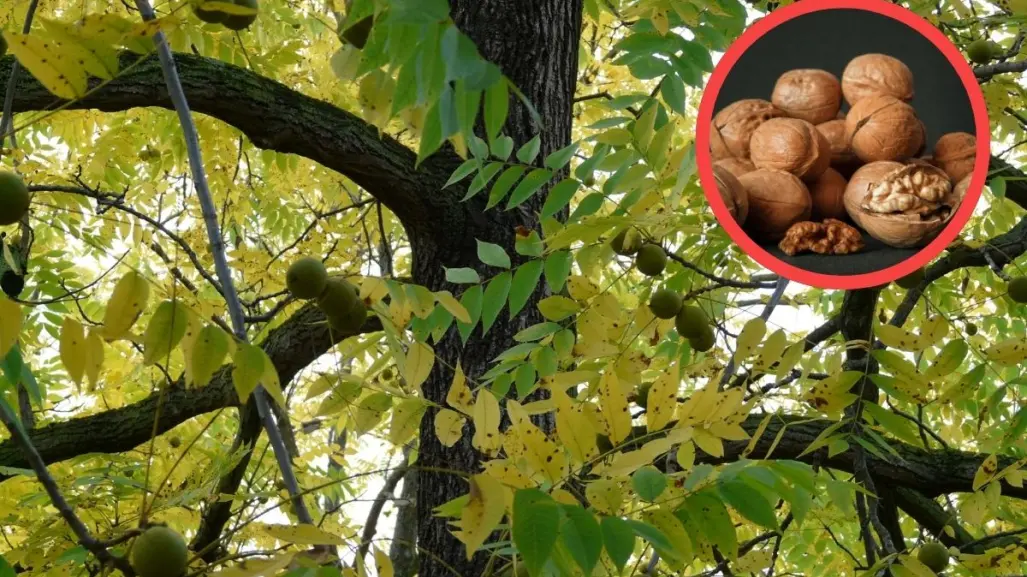 Árboles nativos de Coahuila: 3 beneficios del nogal
