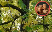 Árboles nativos de Coahuila: 3 beneficios del nogal