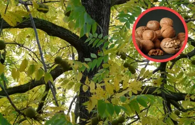 Árboles nativos de Coahuila: 3 beneficios del nogal