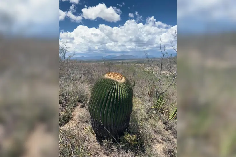 Foto: Biznaga burra (Echinocactus platyacanthus)