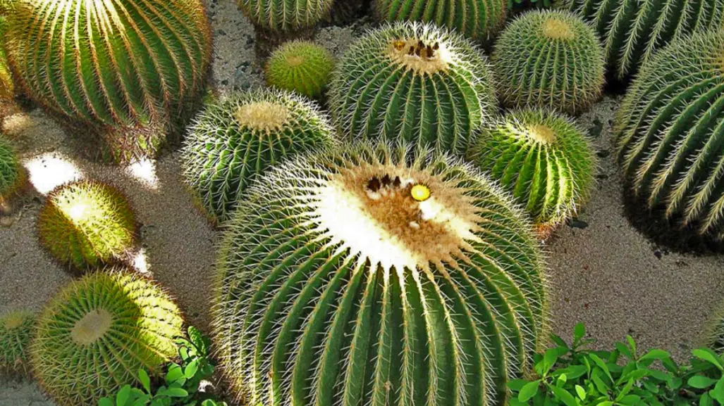 El cactus más dulce de Tamaulipas que corre peligro por estas razones