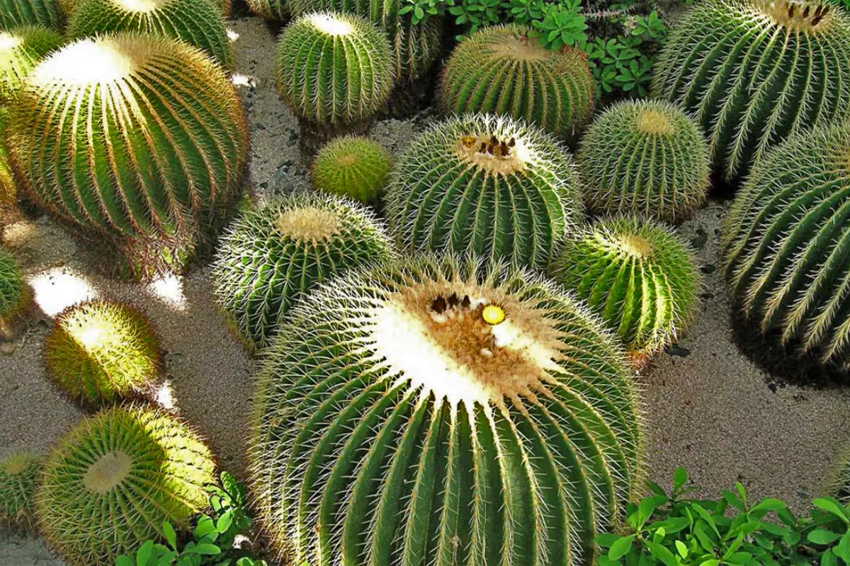 La biznaga burra o biznaga dulce es característica del semidesierto mexicano y tamaulipeco. Foto: Gobierno de México