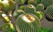 El cactus más dulce de Tamaulipas que corre peligro por estas razones