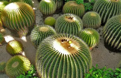 El cactus más dulce de Tamaulipas que corre peligro por estas razones