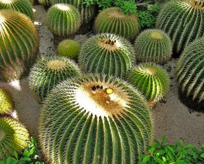 El cactus más dulce de Tamaulipas que corre peligro por estas razones