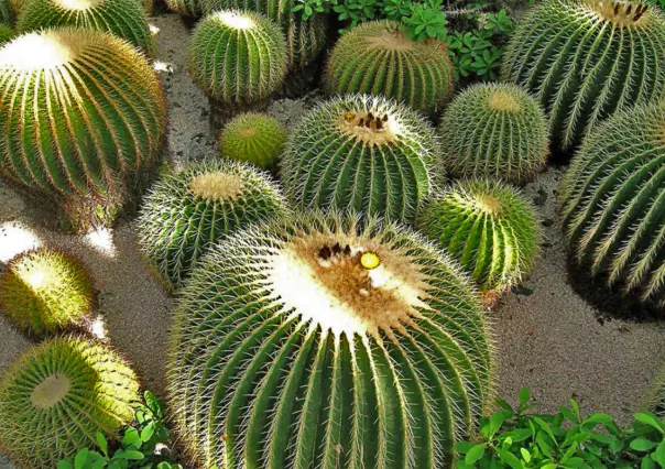 El cactus más dulce de Tamaulipas que corre peligro por estas razones
