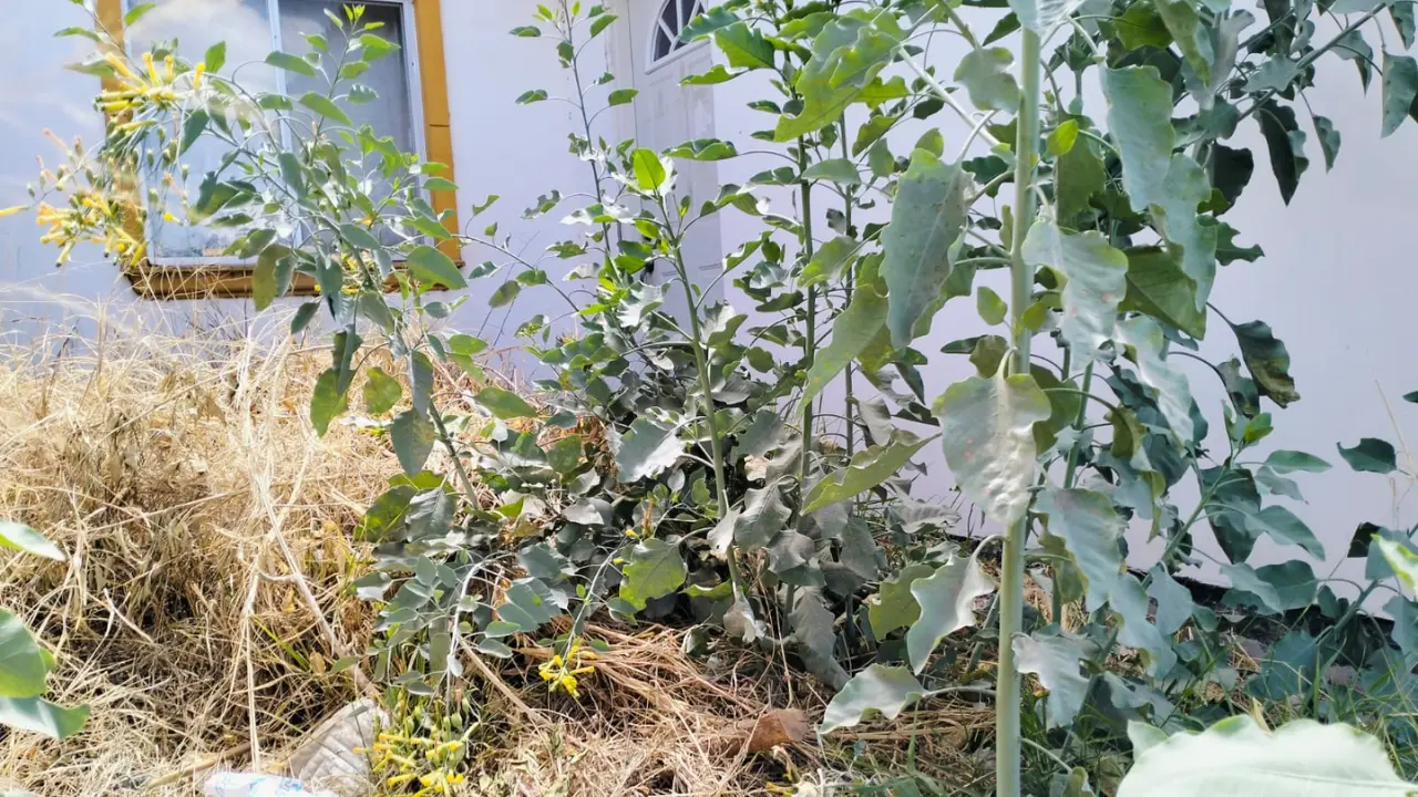 La Canadevi analiza qué tan grave es el problema de casas abandonadas en Durango. Foto: Citlalli Zoé Sánchez.