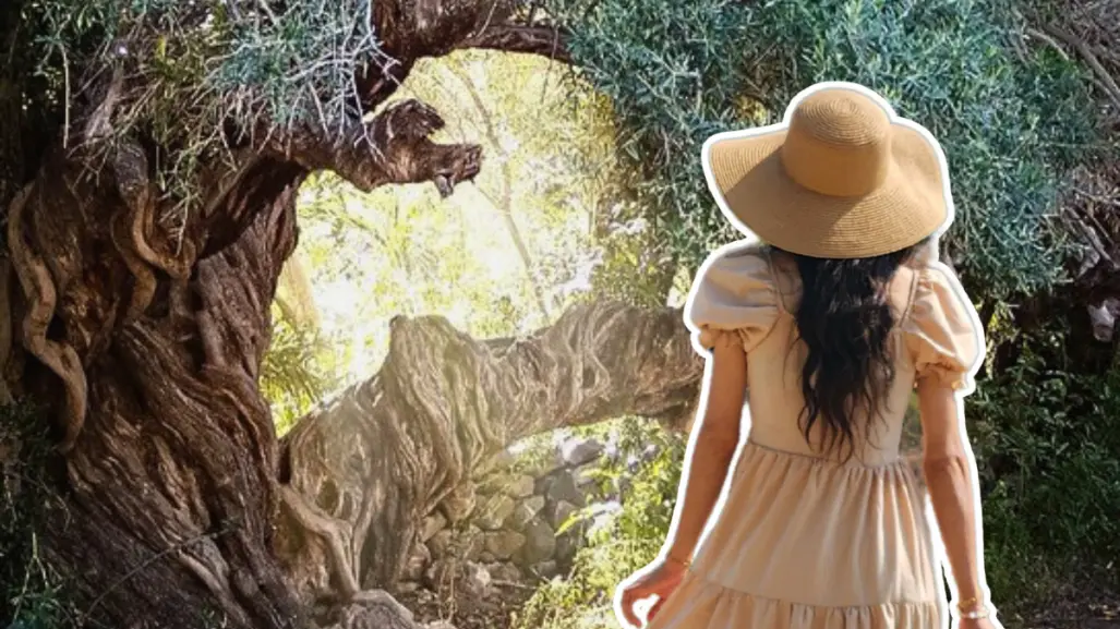 ¿Conoces el olivo de 300 años que sigue dando frutos en Baja California Sur?