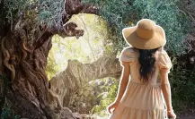 ¿Conoces el olivo de 300 años que sigue dando frutos en Baja California Sur?