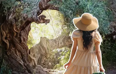¿Conoces el olivo de 300 años que sigue dando frutos en Baja California Sur?