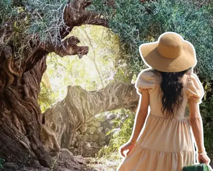 ¿Conoces el olivo de 300 años que sigue dando frutos en Baja California Sur?