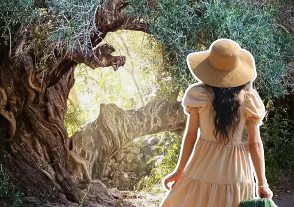 ¿Conoces el olivo de 300 años que sigue dando frutos en Baja California Sur?