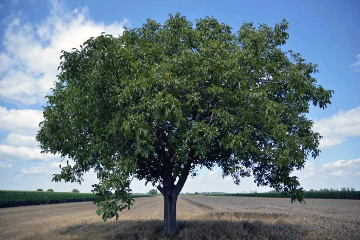 Nogal. Foto de Agroforestales Esla.