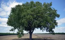 ¿Qué árboles nativos de Coahuila puedes plantar en mayo?