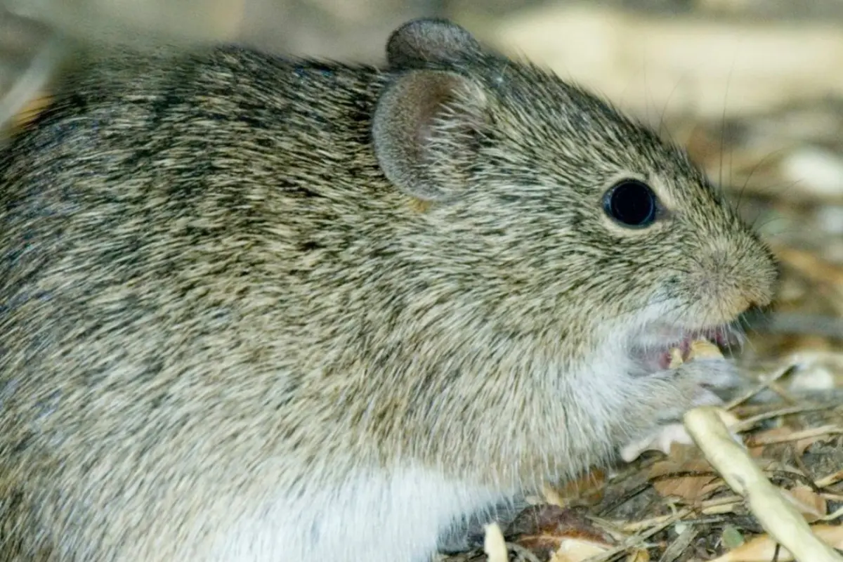 La carne de rata de monte es limpia y con alto valor proteico. Foto: Ramón Sánchez