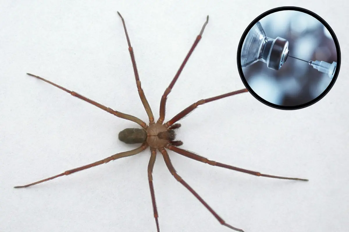 Araña violinista, antídoto contra el veneno de la araña violinista. Foto: Gobierno de México | Canva