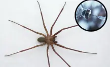 ¿Te pico una araña violinista? Estos son los hospitales en CDMX que cuentan con el antídoto