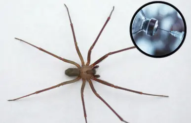 ¿Te pico una araña violinista? Estos son los hospitales en CDMX que cuentan con el antídoto