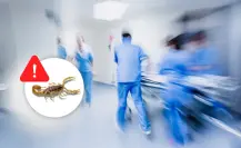 Alacrán de Durango: ¿Qué es la intoxicación por picadura de alacrán, IPPA?