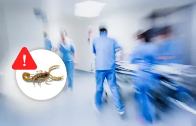 Alacrán de Durango: ¿Qué es la intoxicación por picadura de alacrán, IPPA?