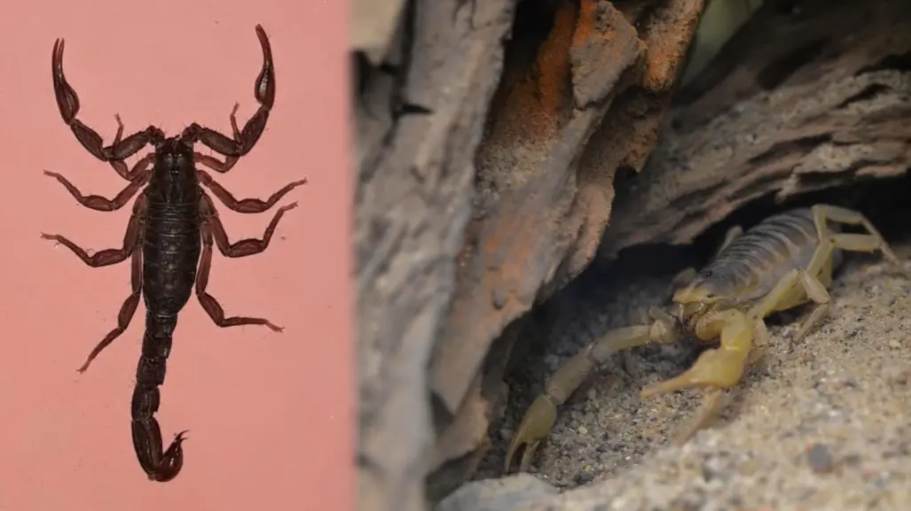 Alacrán de Durango: ¿Se puede identificar a simple vista una especie de importancia médica?