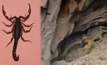 Alacrán de Durango: ¿Se puede identificar a simple vista una especie de importancia médica?