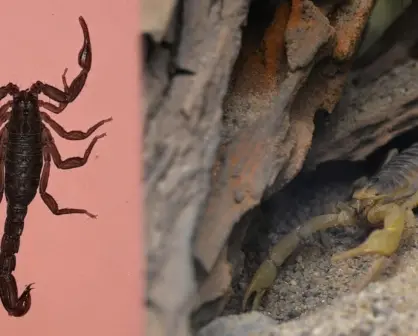 Alacrán de Durango: ¿Se puede identificar a simple vista una especie de importancia médica?
