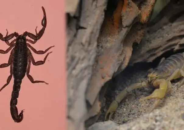 Alacrán de Durango: ¿Se puede identificar a simple vista una especie de importancia médica?