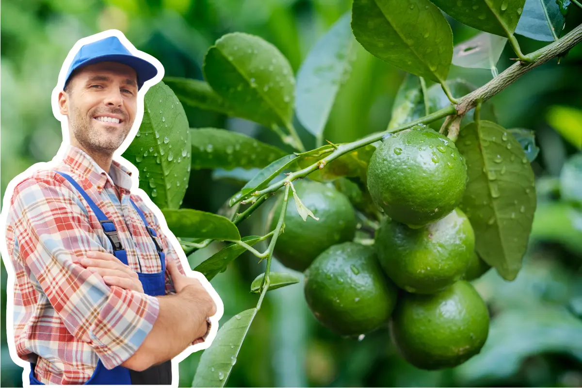 La floración del limón se da entre primavera y verano, con flores blancas de intenso aroma, que posteriormente dan paso a los frutos./ Foto: Canva