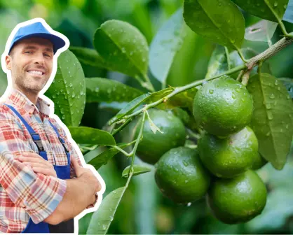 Árboles nativos en Coahuila: cómo plantar un limón para que dé frutos