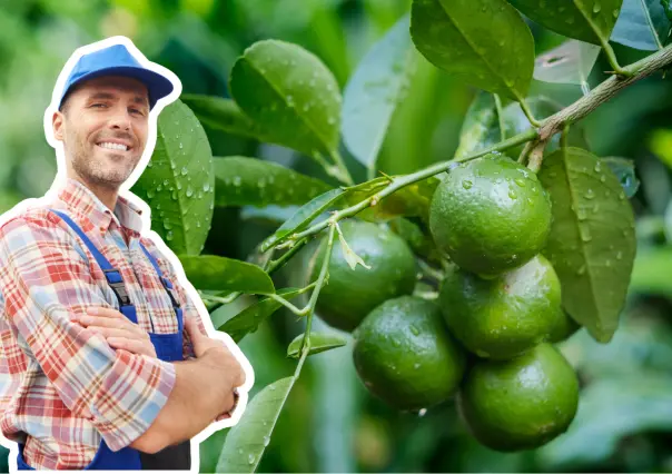 Árboles nativos en Coahuila: cómo plantar un limón para que dé frutos