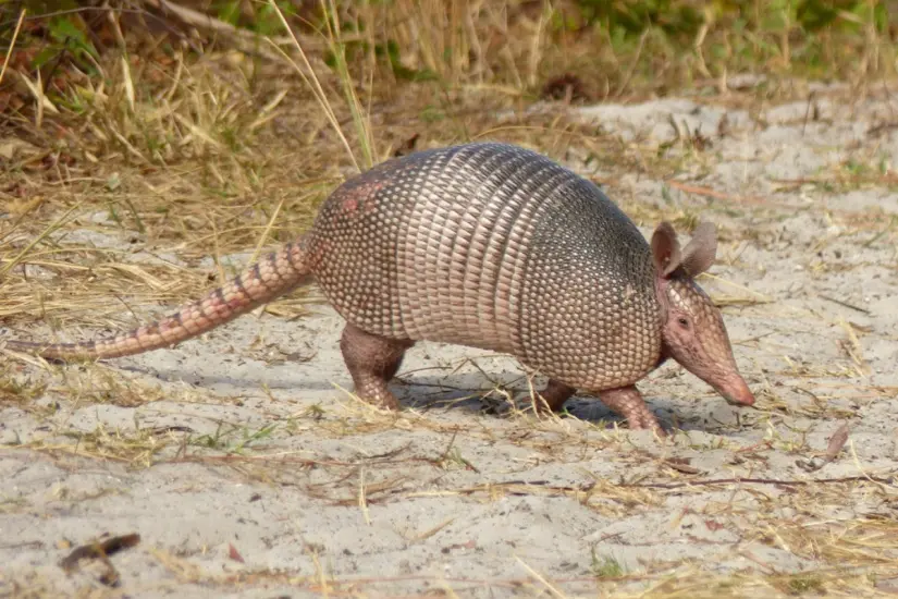 La carne de armadillo es muy apreciada en algunas comunidades del semidesierto en Tamaulipas. Foto: Ramón Sánchez