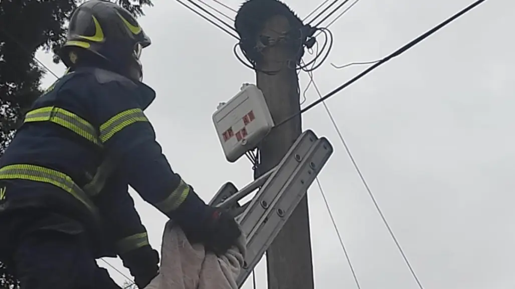 Bomberos rescatan a gatito atrapado en un poste al sur de CDMX